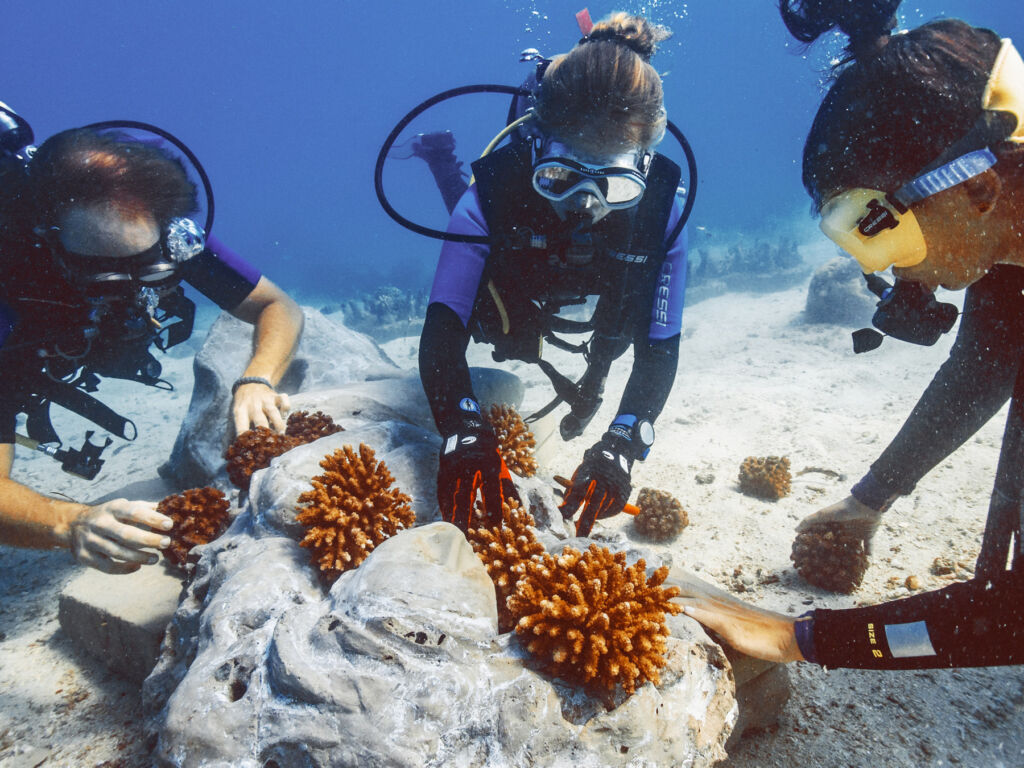 Guests exploring the coral