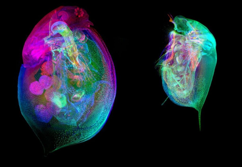 The Water Flea's World is Revealed in the Daphnia Histology Reference Atlas