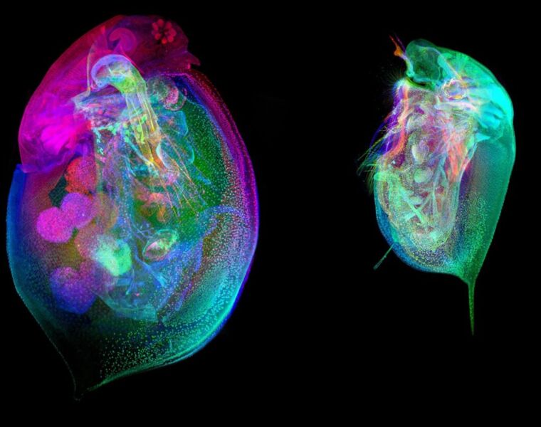 The Water Flea's World is Revealed in the Daphnia Histology Reference Atlas