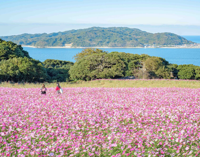 People walking through a field of pink flowers