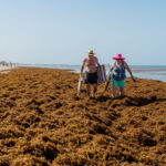 Seafields's Launches SeaClear and SeaGrow to Tackle Sargassum